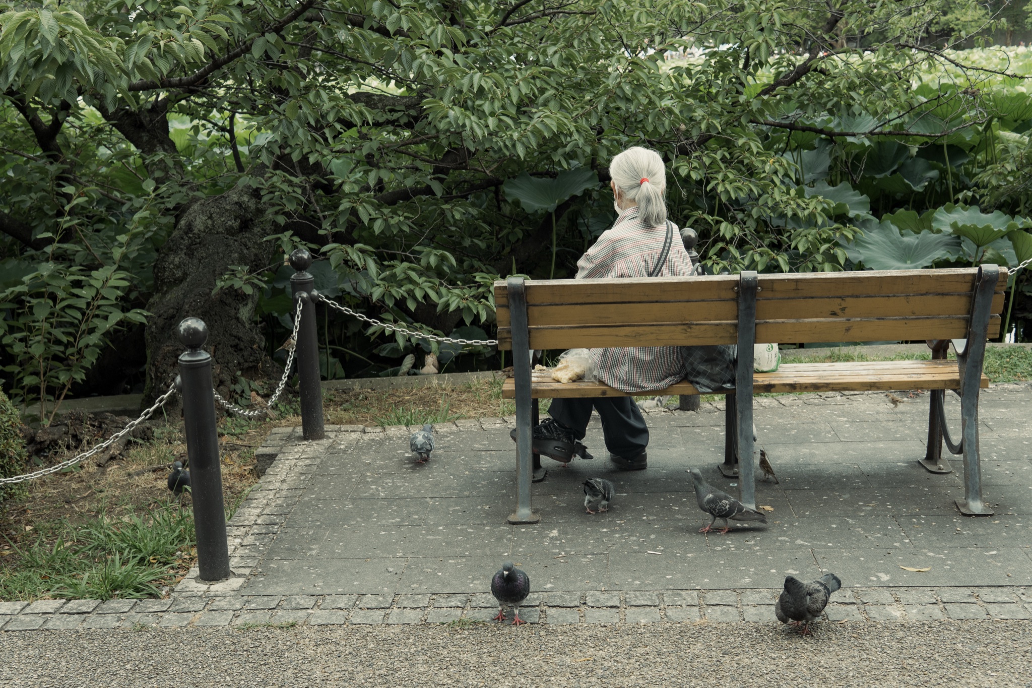 Woman feeding pigeons from a park bench in Ueno