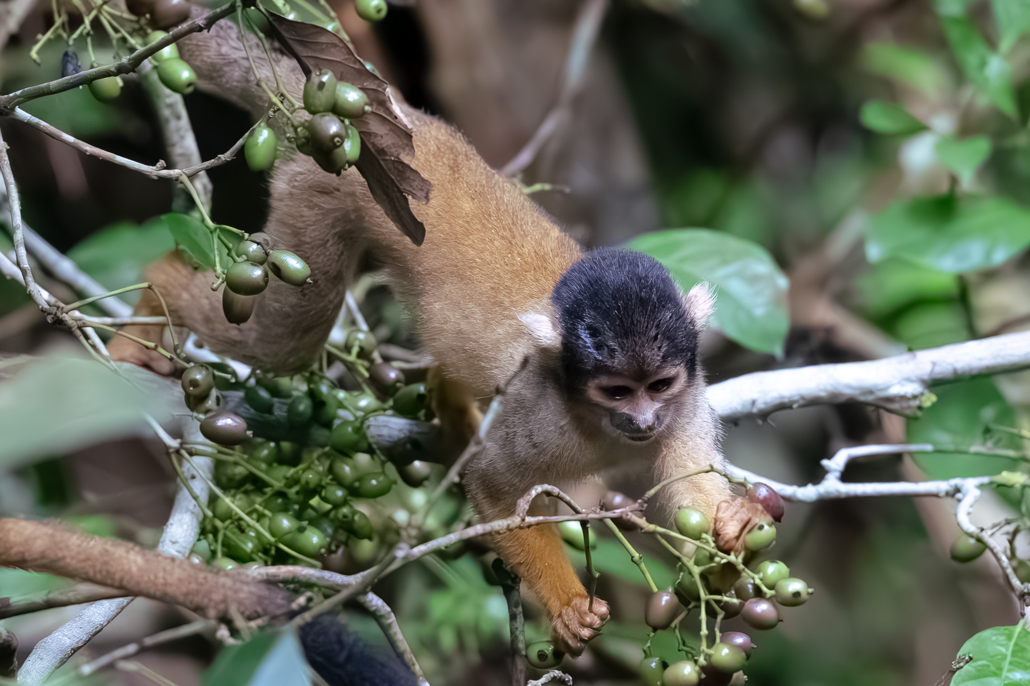 Small primate feeding in branches
