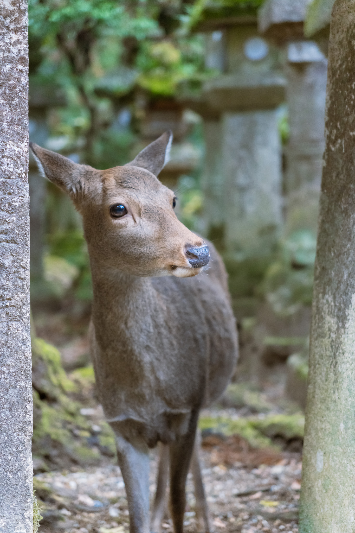 Deer portrait in wooded setting